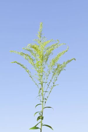 Coremiform bunch buds of wild weeds on meadow in springの写真素材