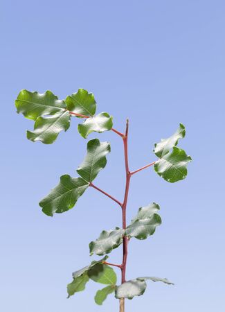 Closeup of small carob tree (Ceratonia siliqua) sprout over blue sky backgroundの写真素材