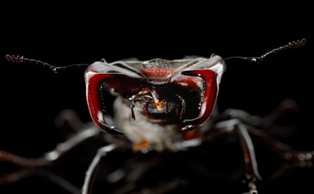 Macro front view of horned beetle Lucanus cervus over black background