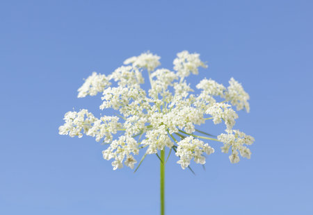 Wild Carrot or bird's nest, bishop's lace, Queen Anne's lace (Daucus carota) common umbellifer...
