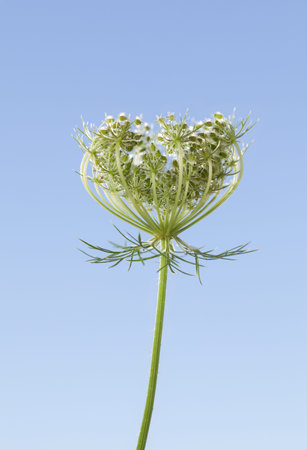 Umbrellate inflorescence flower head (Daucus carota) with green seeds over blue sky background