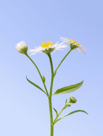 Side view of tiny eastern daisy or daisy fleabane (Erigeron annuus) over blue sky backgroundの写真素材