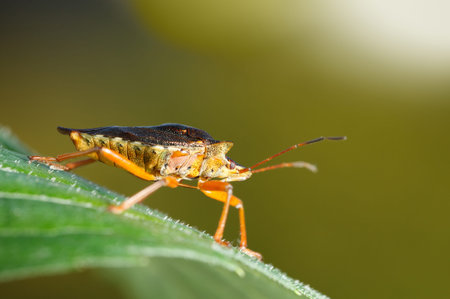 Macro low point side view of red-legged shieldbug (Pentatoma rufipes) standing on green leaf over...