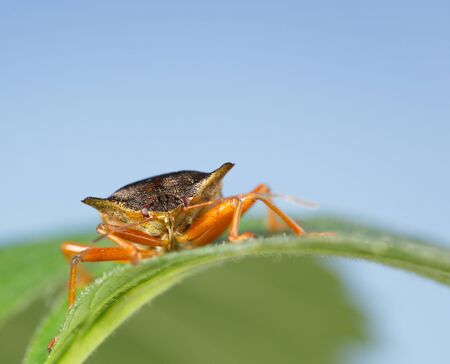 Macro portrait of forest bug (Pentatoma rufipes) on leaf over blue sky backgroundの写真素材