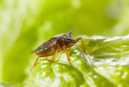 Macro low point side view of red-legged shieldbug (Pentatoma rufipes) standing on leaf lettuce over...