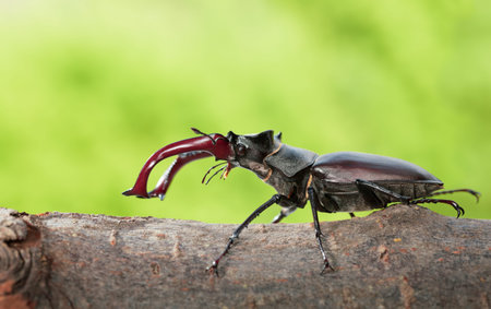 Macro side view of whole giant stag beetle (Lucanus cervus) standing on tree brunch over green...