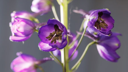 Horizontal fragment of violet-blue delphinium flower (Ranunculaceae) blossom cluster, backlit over...
