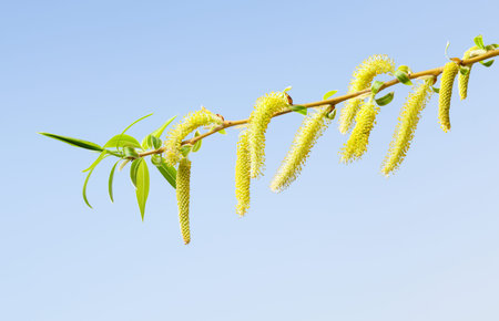 Yellow flowers on babylon willow (Salix babylonica) over blue sky background at spring
