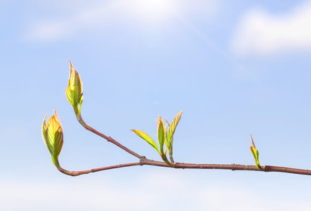 Tree twig and first leaves at spring over blue sky, backlit by sun, lens flare effect, horizontal