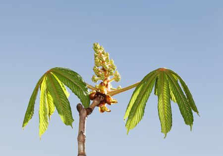Growing fresh compound leaves and panicle of going to bloom flower buds of conker tree (Aesculus hippocastanum) at spring over blue sky background
の写真素材