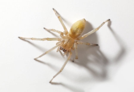 Macro view from above of spider over white background