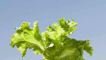Macro of lettuce (Lactuca sativa) leaves bunch over blue sky backgroundの写真素材