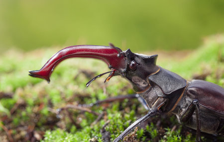 Macro side view of big stag beetle (Lucanus cervus) head and red mandibles over green forest...
