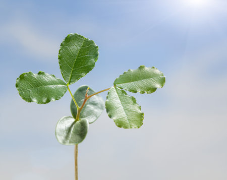 Macro of growing Carob tree (Ceratonia siliqua) at bright sunny summer day, flare lighting effect