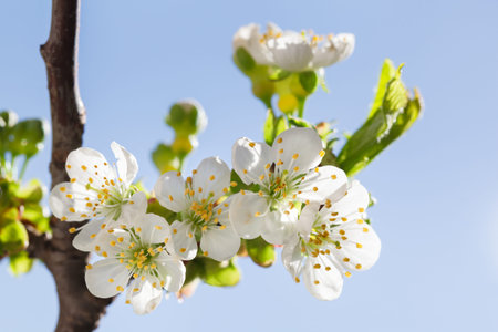Closeup of blossom sweet cherry tree twig over blue sky background