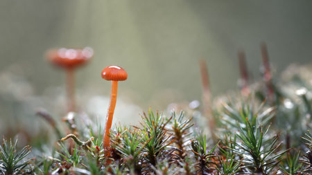 Sunbeams over dark forest background lightened two mushrooms growing on forest floor after rain