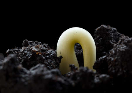 Carob plant (Ceratonia siliqua) sprout growing in soil isolated on black, new life conceptの写真素材