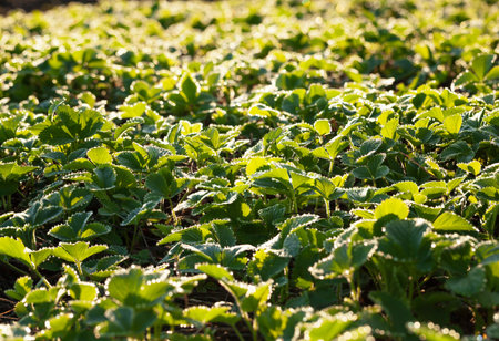 First light of morning sun on strawberry field with bright dew drops