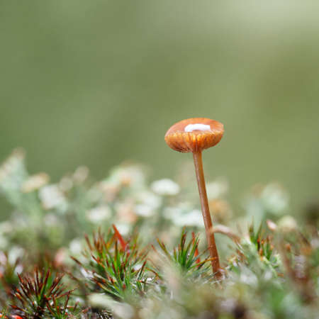 Macro of water drop on cap of red small mushroom on long stipe after the rain in forestの写真素材
