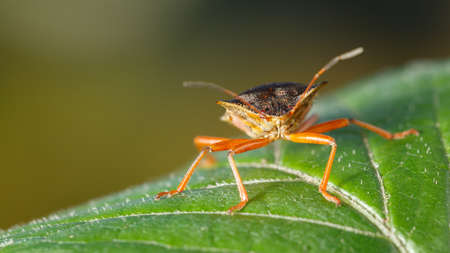 Macro front view of forest bug (Pentatoma rufipes) standing on green leaf over forest backgroundの写真素材