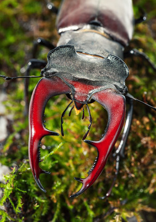 Macro from above of big stag beetle (Lucanus cervus) head and red  mandibles over mossy forest floor...