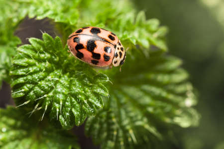 Macro of ladybird resting on stinging or common nettle (Urtica dioica) plantの写真素材