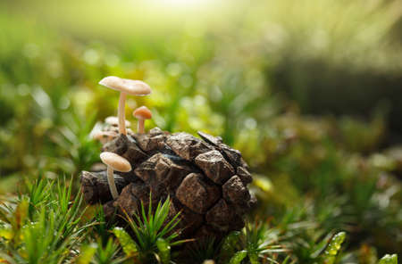 Macro of small mushrooms group growing on pine strobile on forest floor at bright sunny dayの写真素材