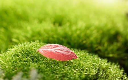 Macro of single abscissed dead red leaf on green moss in early autumnの写真素材
