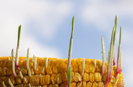 Closeup of new sprouts in old maize corncob on farm field in spring, renaissance conceptの写真素材