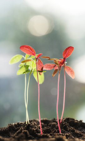 Macro of red and green plant sprouts growing on dark soil, low angle side viewの写真素材