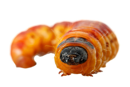 Macro en face portrait of large Goat moth caterpillar (Cossus cossus) isolated on white backgroundの写真素材