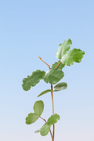 Closeup of locust tree (Ceratonia siliqua) sprout over blue sky background, low point of view, verticalの写真素材