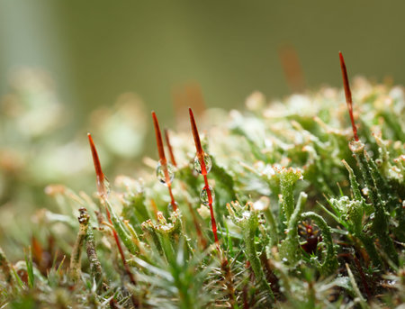 Macro of red seta with water drops after rain â€“ moss (Polytrichum commune) growing among...