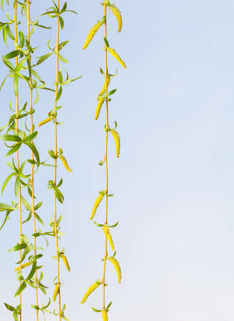 Pendulous flowering branchlets of willow (Salix babylonica) over blue sky background at spring, vertical, copy spaceの写真素材