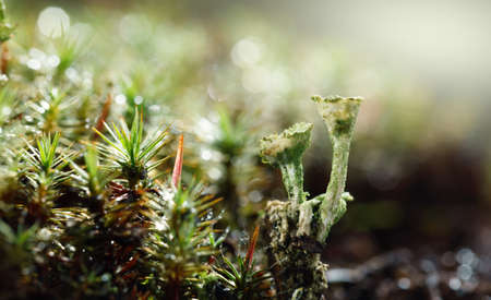 Macro low point of view of moss and Cladonia Cup Lichen growing on forest floor, early morning after rainの写真素材