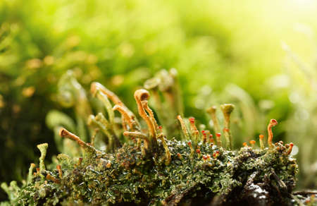 Cladonia Cup Lichen on mossy forest floor at sunny day after the rainの写真素材