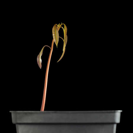 New born tropical fruit tree (mango - Mangifera indica). Second stage - first leaves. Isolated on black background.の写真素材