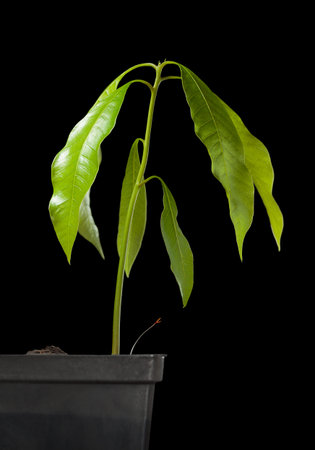 New born tropical fruit tree (mango - Mangifera indica). Fourth stage - fresh green leaves. Isolated on black background.の写真素材