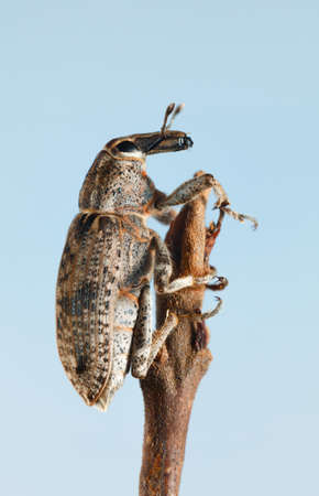 Macro side view of weevil beetle (Lixus iridis) on twig over blue sky backgroundの写真素材