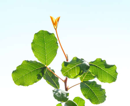 Closeup of Carob tree top fresh leaves and sprout over blue sky backgroundの写真素材