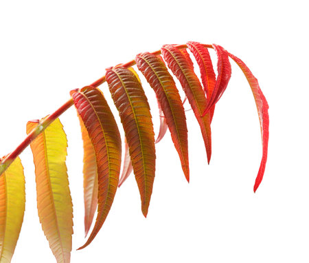 Macro of Essigbaum (Rhus typhina) or vinegar tree twig with red yellow and brown leaves in fall...
