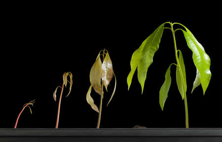 Series of growing tree set composition isolated over black background, new life conceptの写真素材