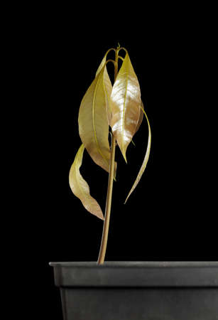 New born tropical fruit tree (mango - Mangifera indica). Third stage - growing leaves. Isolated on black background.の写真素材