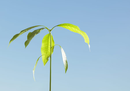 Young growing tree lightened by morning sun in springtime.