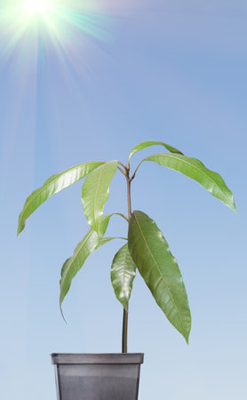 Mango seedling in flowerpot under bright spring sun.の写真素材