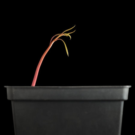 New born tropical fruit tree (mango - Mangifera indica). First stage - sprout from seed. Isolated on black background.の写真素材