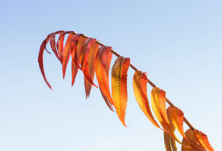 Closeup of red leaves on tree twig over blue sky background at bright sunny fall day. Essigbaum (Rhus typhina) or vinegar tree.の写真素材