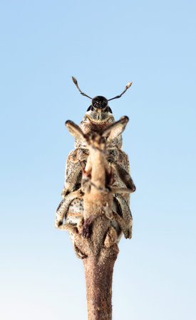 Macro underside view portrait of weevil beetle (Lixus iridis) on tree twig top against blue sky...