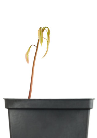New born tropical fruit tree (mango - Mangifera indica). Stage 2 - first leaves. Isolated on white background.の写真素材