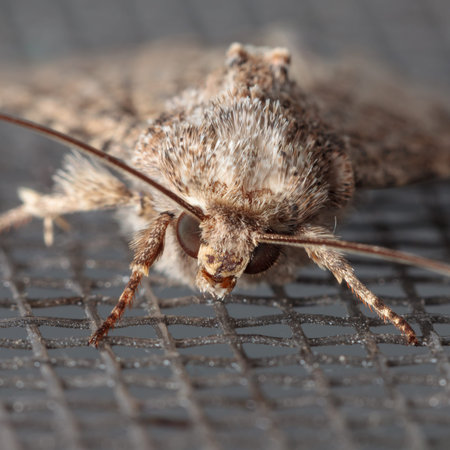 Macro front view of shaggy moth on mosquito screen